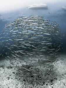 Version ...

Chevron Barracuda - Sphyraena qenie

Sai... by Stefan Follows 